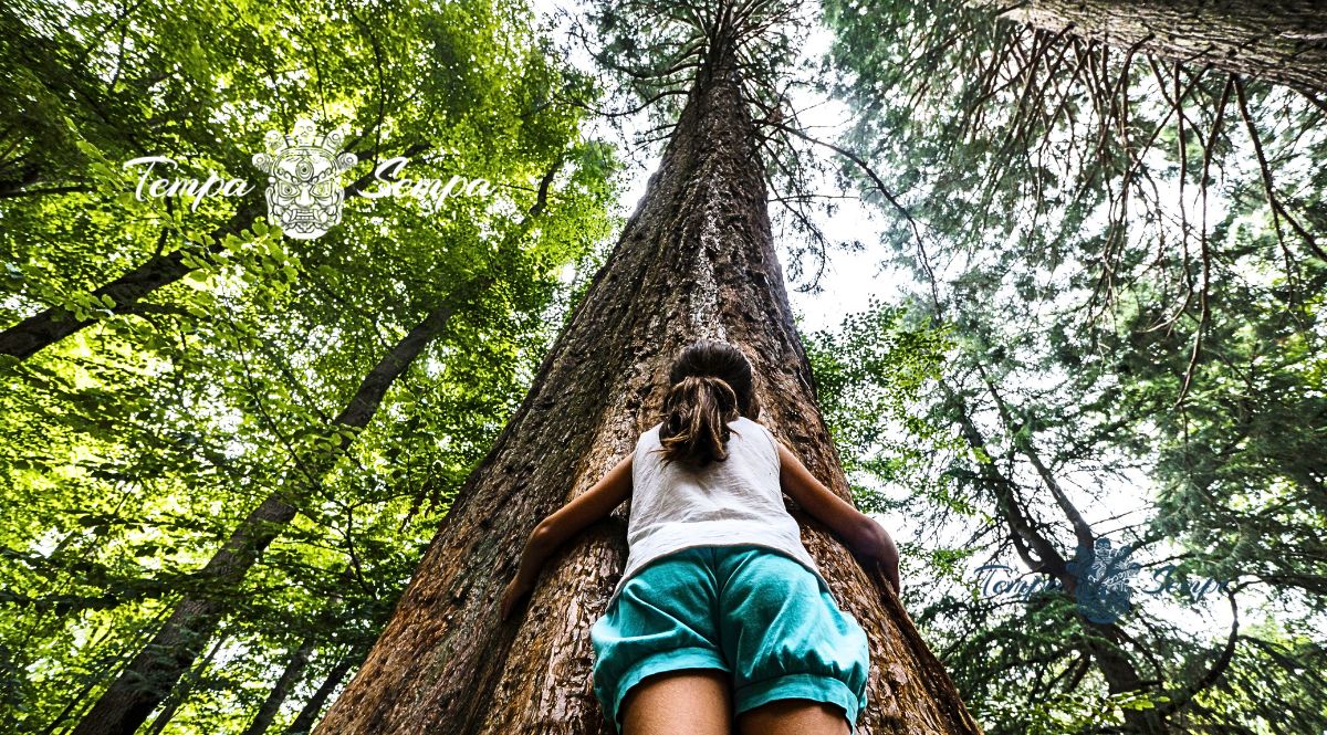 perspectiva de una niña abrazando a un gran arbol para energizarse