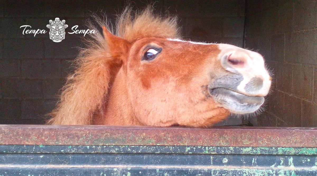 caballo mirando curioso