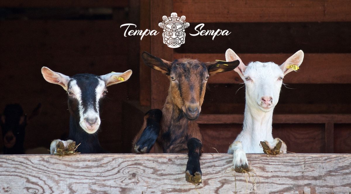 El ser humano esta como una cabra