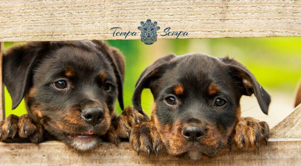 cachorros de perro pasando el tiempo contemplando lo que ocurre a su alrededor