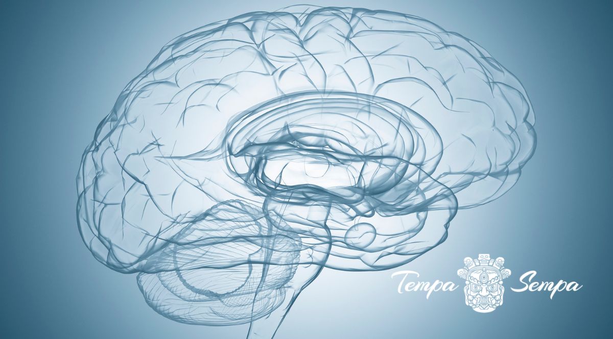 Ilustración de la corteza prefrontal y su relación con la atención.