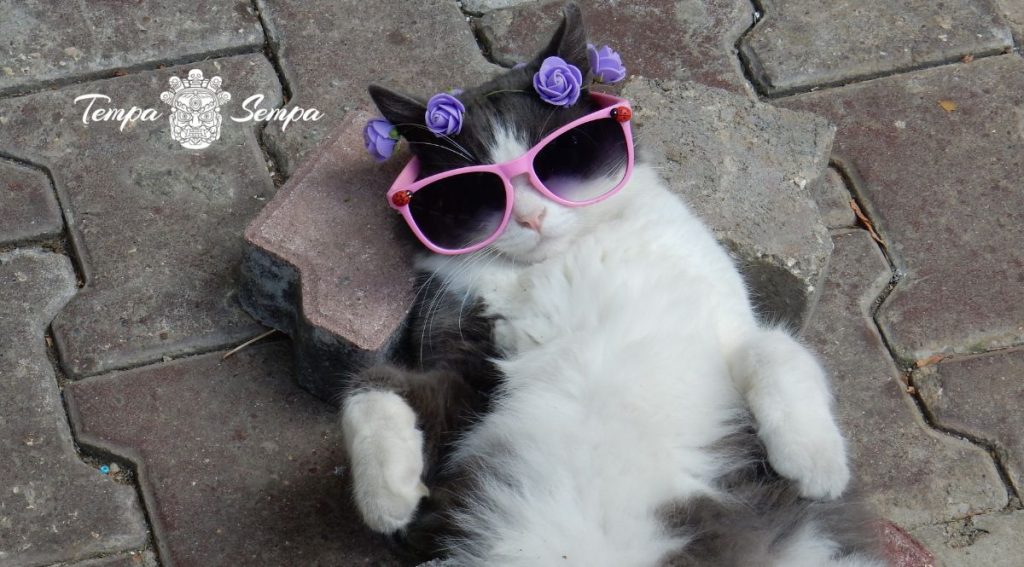 gato de panza con gafas de sol y flores en la cabeza