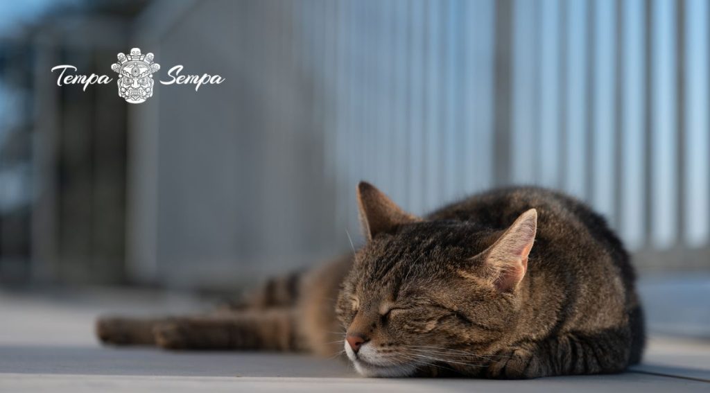 gato durmiendo o meditando :)