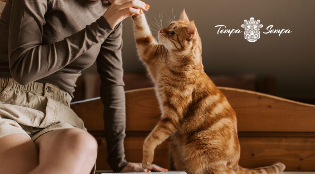 gato jugando con su compañera suavemente