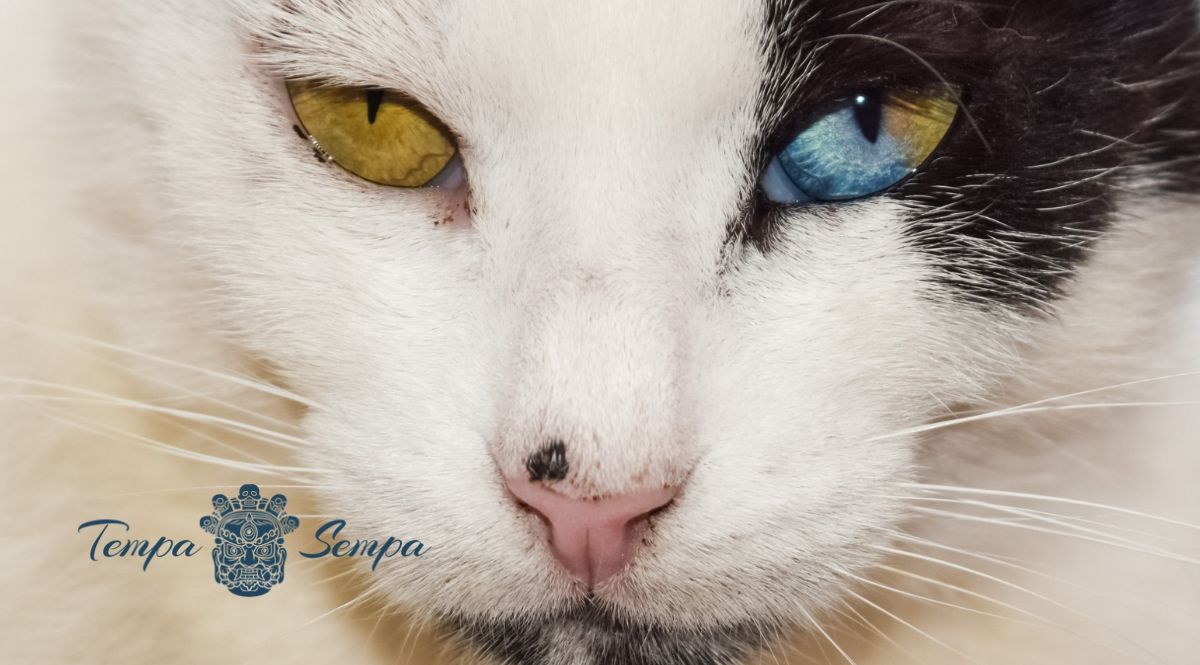 gato con los ojos de dos colores
