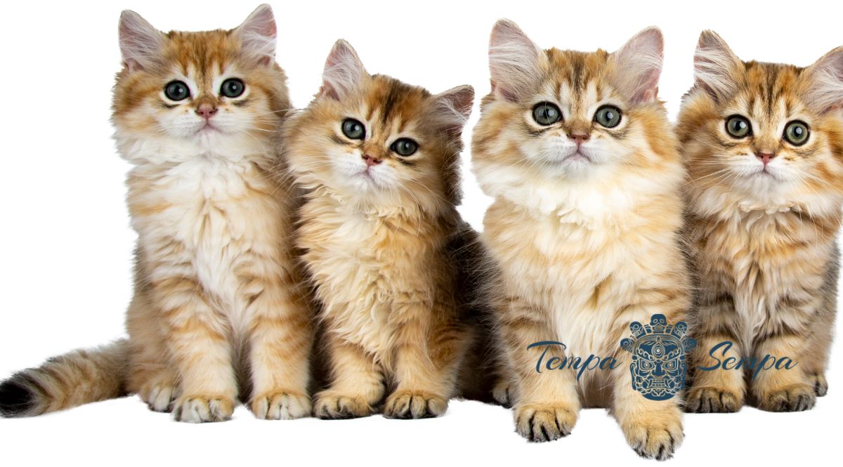 varios gatos juntos sentados