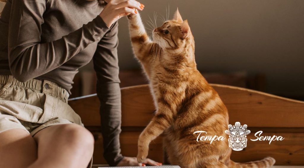 chica jugando con un gato