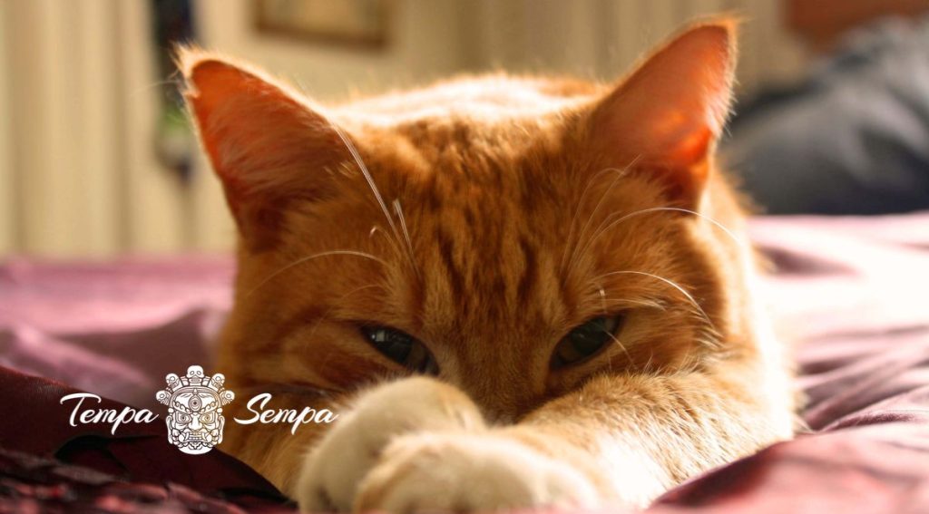 gato mirando tapándose el hocico