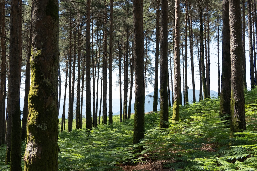 Photo forests