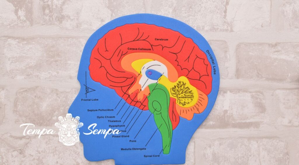 conocmeos que funciones tiene las partes del cerebro pero falta comprender su esencia