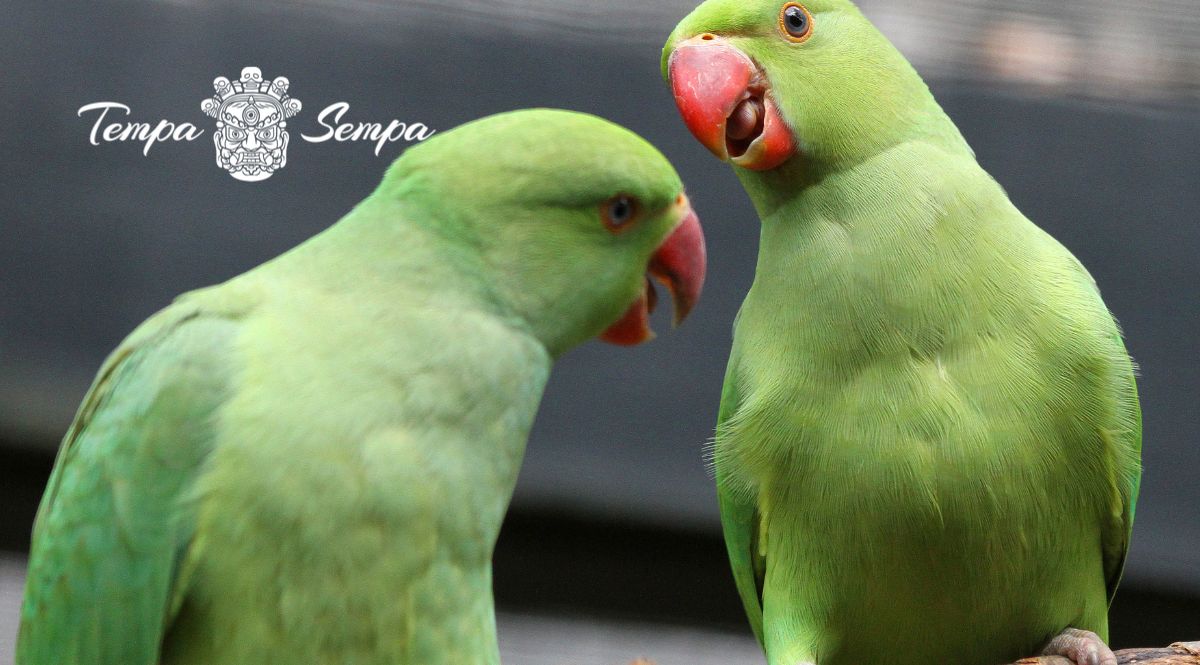 pájaros de color verde marinándose