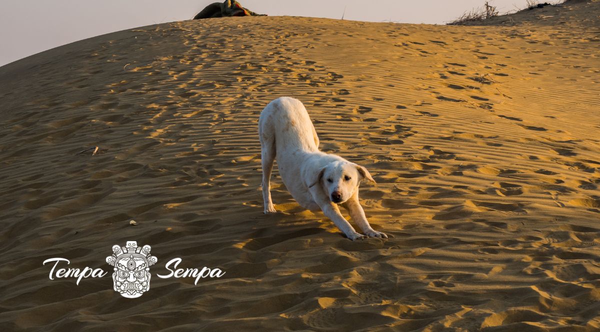 perro en la laya boca abajo