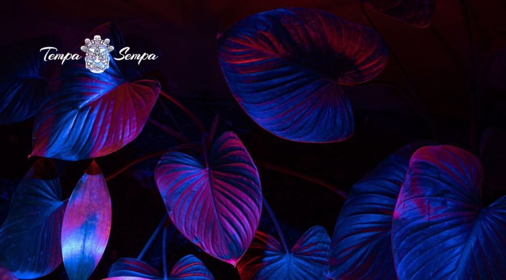 hojas de plantas con focos iluminándolas de color morado