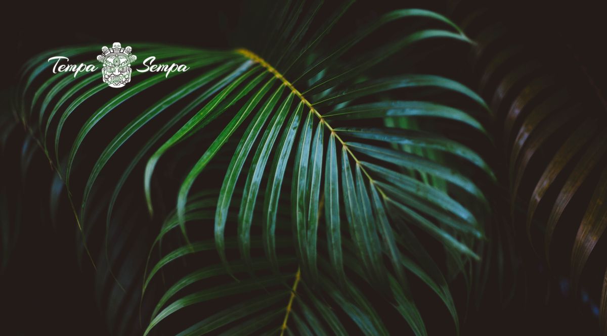 planta con fondo oscuro