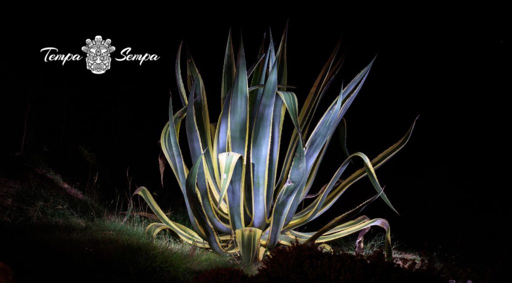planta lengua de suegra con fondo negro