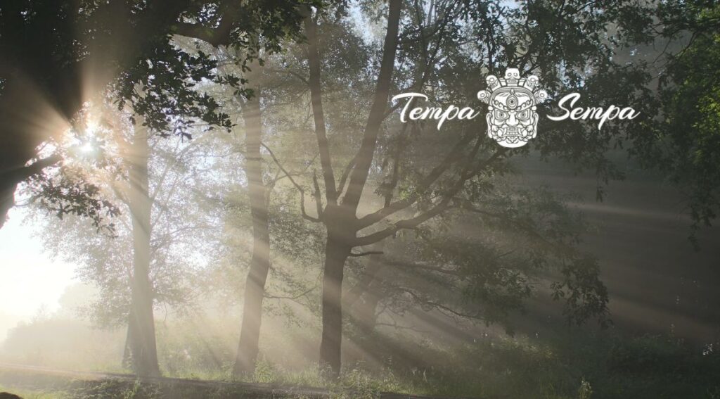 la serenidad es una experiencia semejante a un bosque en calma