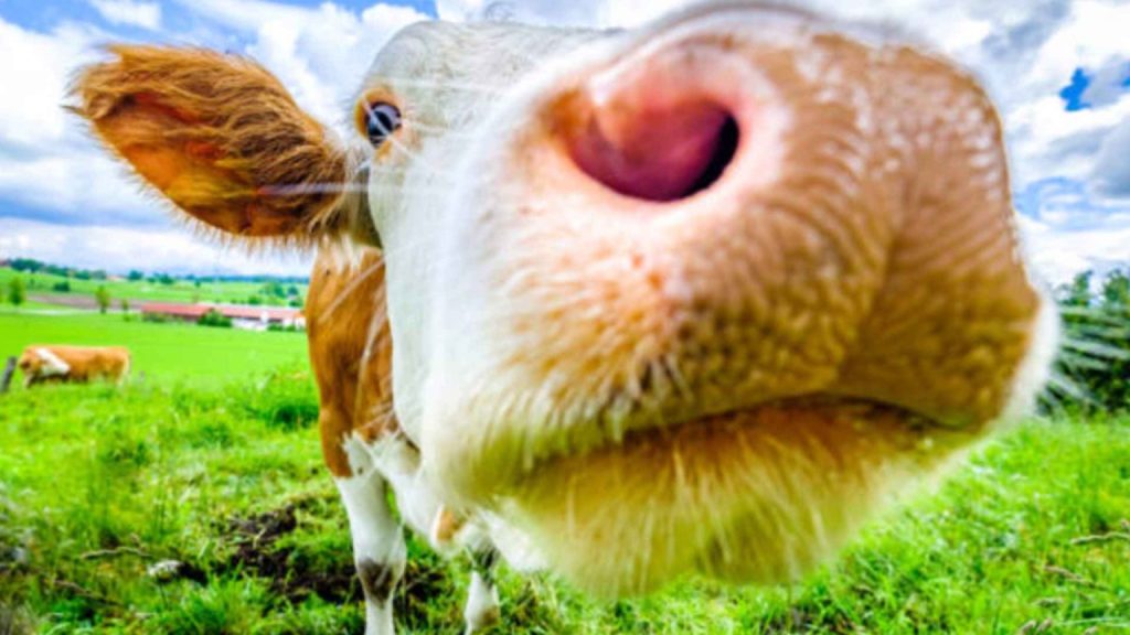 vaca-feliz-ahimsa-