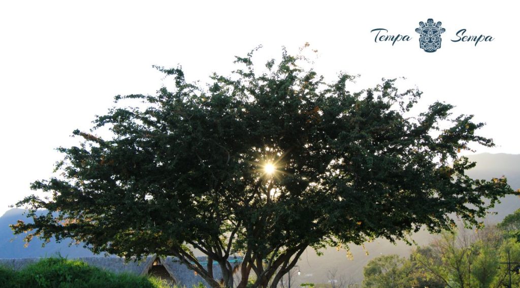 Yoga y meditación en tempa sempa